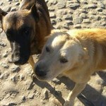 4e_street_dogs2