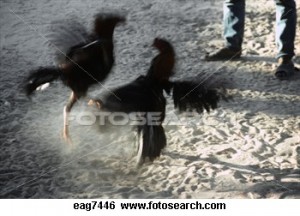 cock fight EAG7446