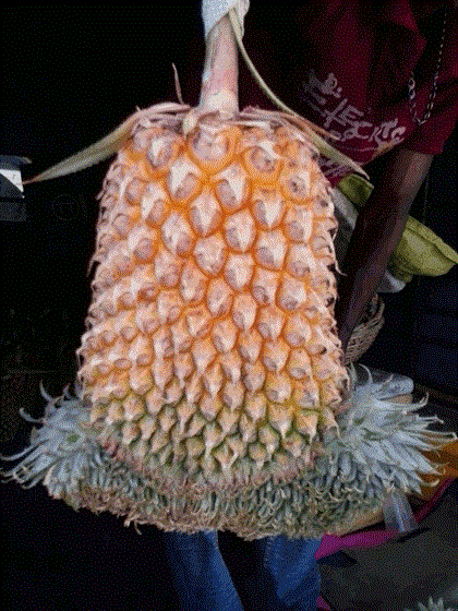pineapple 2