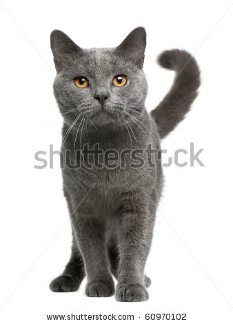 cat