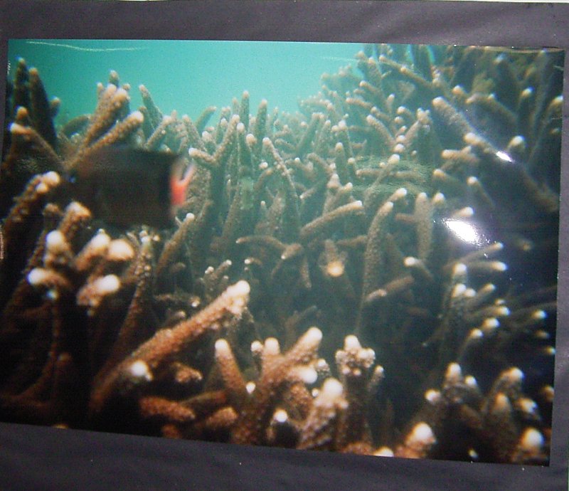 coral 1