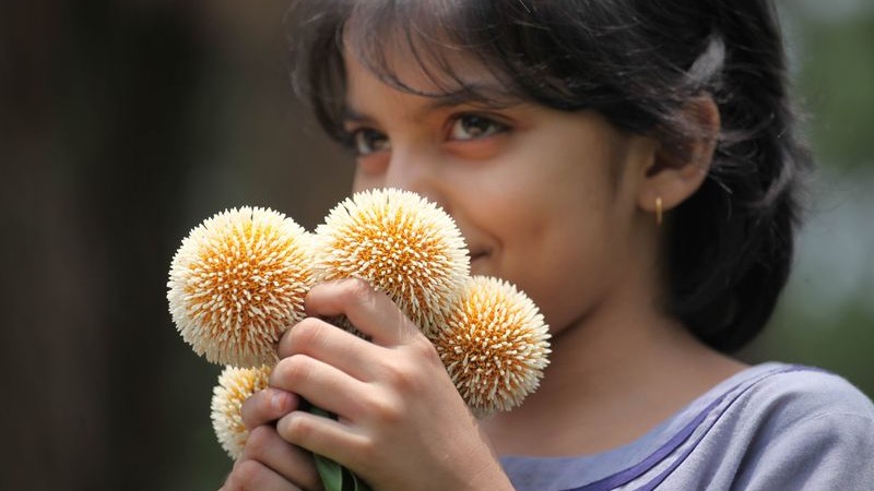 කඩම් , ලෙස හදුන්වන වර්ෂා සමයේ පිපෙන විශේෂ මල් වර්ගයක්.