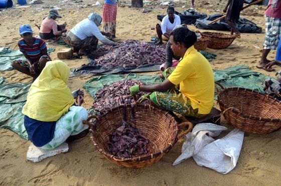 ධීවර කාන්තාවන් ‘දැල්ලෝ ‘වෙළඳාමට සකස් කරමින්