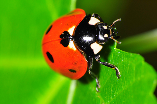 35-Ladybug