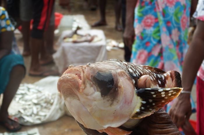 බස්සා1