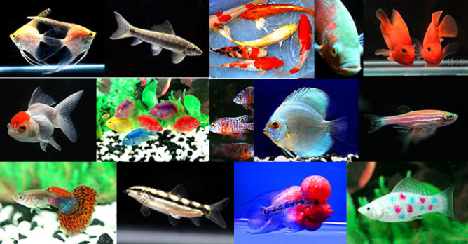 ornamental-fish-al-aquarium-668x348
