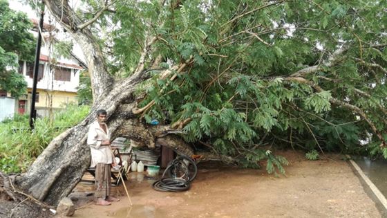 අලුත් පාරේ කඩන් වැටුන ගස 