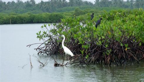 1357841295_1!!-!!Negombo Lagoon 3