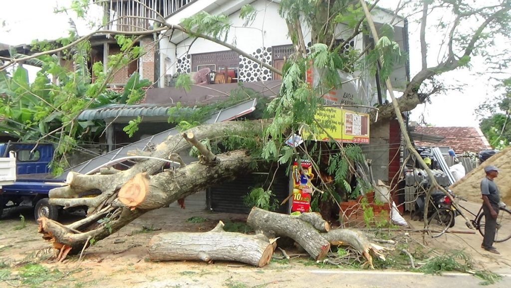Tree (4)