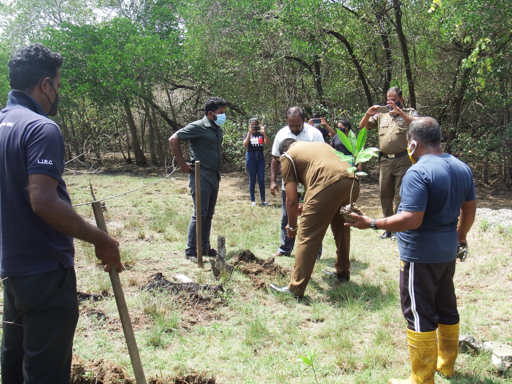 මිගමුවේ කඩොලාන පරිසරය රැකගන්න තරුණ තරුණියෝ පෙරමුණ ගනිති . 6 youth event 8