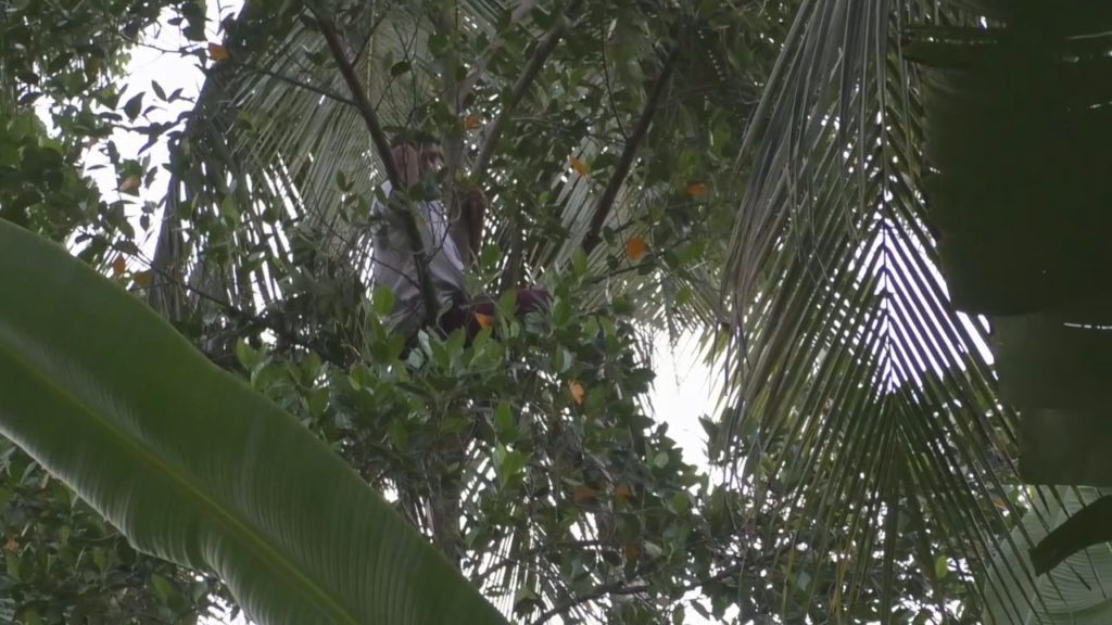 මැරයන් විසින් කඩාදැමු සිය නිවස හදාදෙන ලෙස ඉල්ලා ගහක් උඩ උපවාසයක්.. 1 3