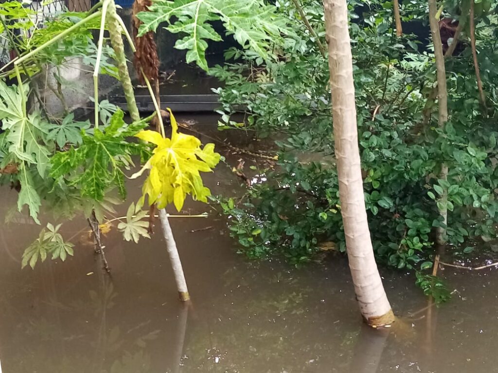 මහ වැසි මැද පිටාර ගලන මීගමු අසිරිය ….. 6 IMG 20210604 WA0099