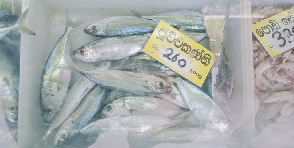 වැල්ලෙන් බැරිනම් එන්න රැල්ලට ! අඩුම මිළට අළුත් මාළු.. 7 IMG 20210824 WA0017