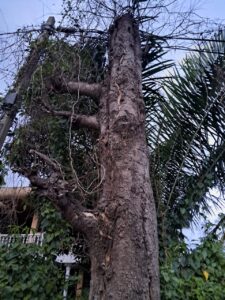 IMG 20240404 WA0001