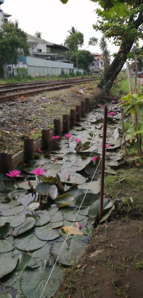 මල් කානුව 2