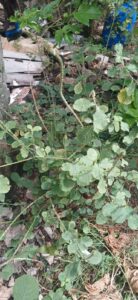 WhatsApp Image 2025 07 26 at 15.29.41 36c3f8d2