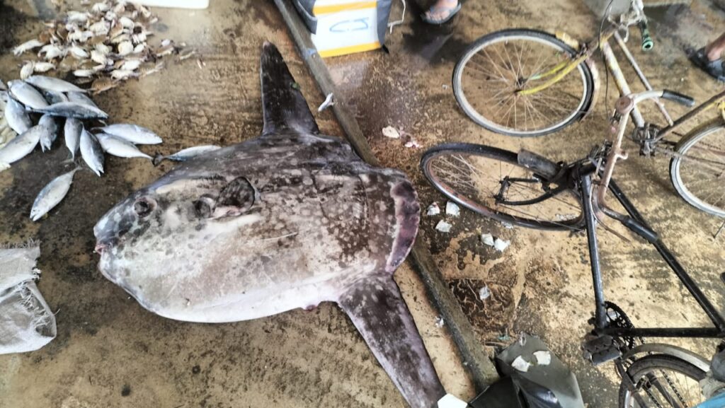 IMG 20251014 WA0065 1