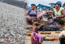 මිගමුවේ සම්බන්ධිකරණ කමිටුව හදනවා කියපු කරවල ප්රමිති ප්රතිපත්තිය කෝ ?