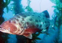 ජල තලයන් තුනම ජයගත් ශක්තිවන්තයා මොදා !