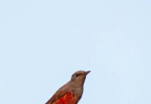 සීතල දුර රටකින් සේනානායක සමුද්රය සොයා ආ දුර්ලභ අමුත්තා