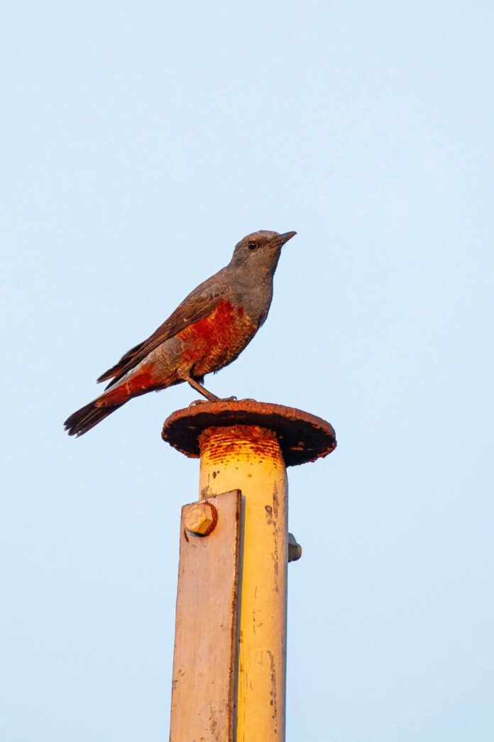 FB_IMG_1775499106566