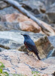 සීතල දුර රටකින් සේනානායක සමුද්රය සොයා ආ දුර්ලභ අමුත්තා 18 FB IMG 1775499122214