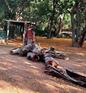 මීගමුවේ රාජපක්ෂ උද්යානයට මොකද වුනේ? 17 IMG 20260412 WA0024