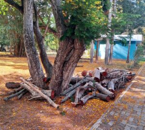 මීගමුවේ රාජපක්ෂ උද්යානයට මොකද වුනේ? 16 IMG 20260412 WA0026