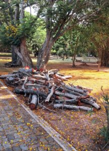 මීගමුවේ රාජපක්ෂ උද්යානයට මොකද වුනේ? 15 IMG 20260412 WA0027