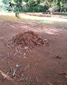 මීගමුවේ රාජපක්ෂ උද්යානයට මොකද වුනේ? 14 IMG 20260412 WA0029