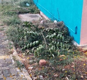 මීගමුවේ රාජපක්ෂ උද්යානයට මොකද වුනේ? 13 IMG 20260412 WA0031