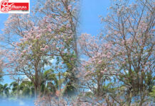 ආයෙත් රොබරෝසියා වසන්තය ඇවිත්..