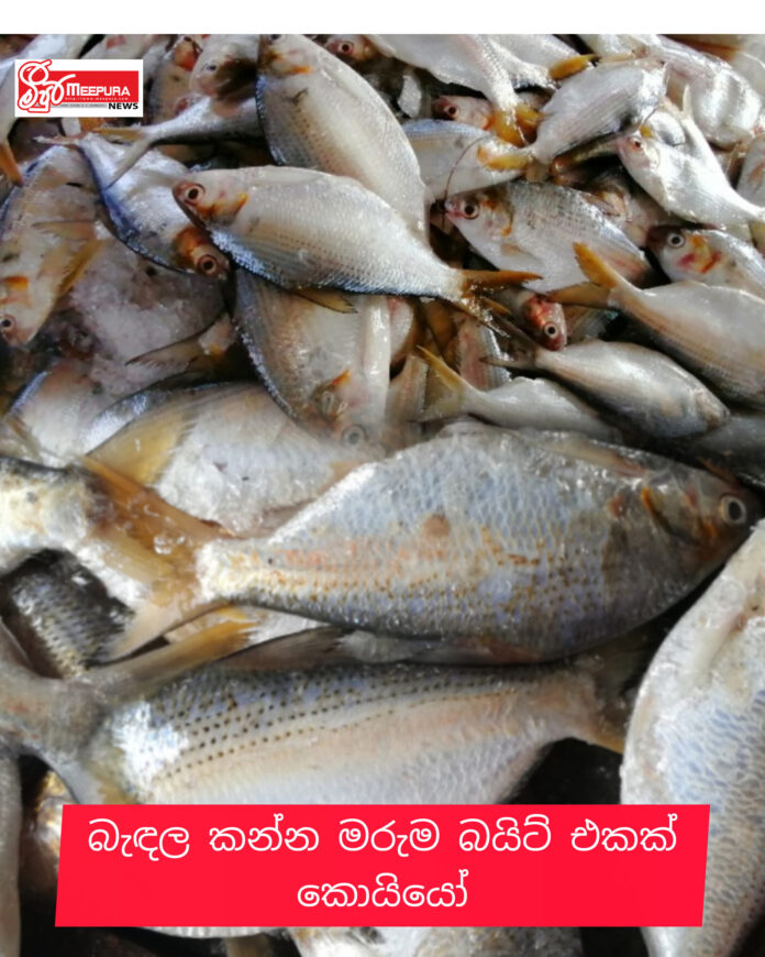 InShot_20260407_013502813