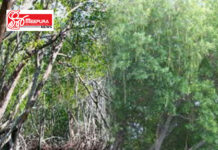 කඩොලාන පරිසර පද්ධතිය සංරක්ෂණ කලාපයක් කිරිමට තවමත් ප්රමාද ඇයි