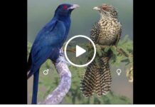 වසන්තයේ නෑගම් එන අමුත්තා