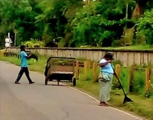 මීපුර පුවත ඵලදරයි! කුරණ පැත්ත සුද්ද කරයි! 5 IMG 20260526 080521