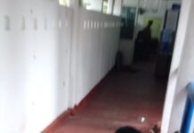 මීගමුව, වැල්ලවීදියේ සුනඛයන් දෙදෙනෙකුට වද හිංසා කළ පුද්ගලයෙකු , ශරීර ඇපයක් මත මුදා හැරේ.
