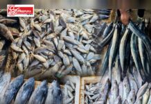 අද දූව ලෙල්ලමේ වැඩිපුරම තියෙන්නේ ලින්නෝ