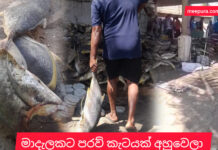 කැපුන්ගොඩ මාදැලකට කහ පරව් අහුවෙලා !
