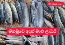 මීගමුවේ අදත් මාළු ලාභයි